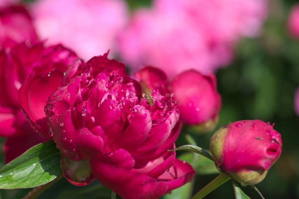 Bright pink garden flowers (peony) after rain