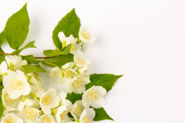 istock Blooming Jasmine flowers isolated on white background, close up 1249752924