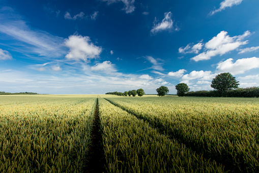 Near Ulceby, Lincolnshire, UK, July 2017, View of a row of trees and crops in the Lincolnshire Wolds