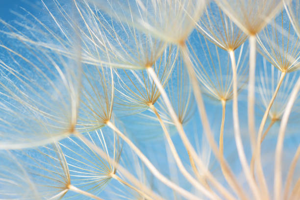istock dandelion seeds close-up on a blue background. Abstraction 1249753417