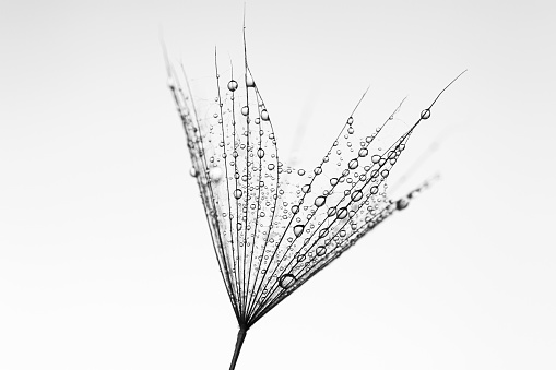 dandelion seeds. black and white abstract silhouette closeup