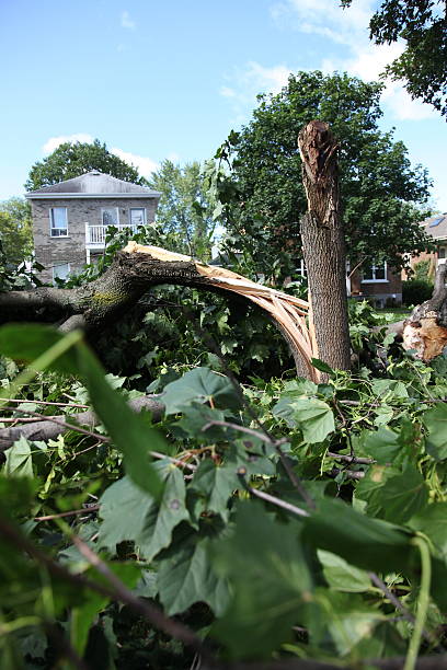 día después del huracán irene "" en la ciudad de quebec, canadá - sommergewitter fotografías e imágenes de stock