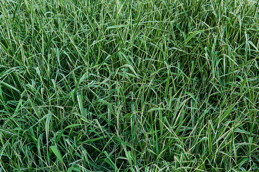 natural background - lawn of variegated phalaris ribbon grass with white stripes on leaves