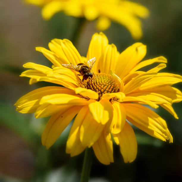 istock a bee is sitting on a yellow flower 1249754580