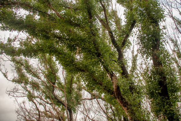 istock Australian bushfires aftermath: eucalyptus trees recovering after severe fire damage. Eucalyptus can survive and re-sprout from buds under their bark or from a lignotuber at the base of the tree. 1249754705
