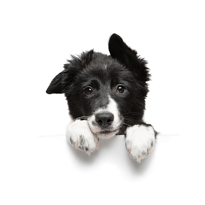 funny little black and white border collie puppy isolated on background holding paws plate, closeup of the muzzle and paws