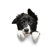 funny little black and white border collie puppy isolated on background holding paws plate