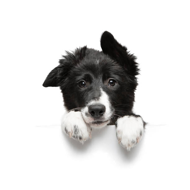 funny little black and white border collie puppy isolated on background holding paws plate funny little black and white border collie puppy isolated on background holding paws plate, closeup of the muzzle and paws lap dog photos stock pictures, royalty-free photos & images