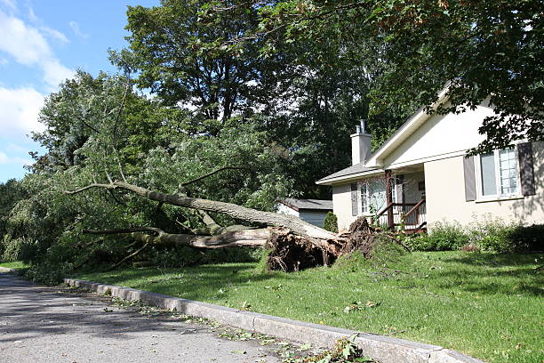 árbol roto después de la tormenta eléctrica fuerte - sommergewitter fotografías e imágenes de stock