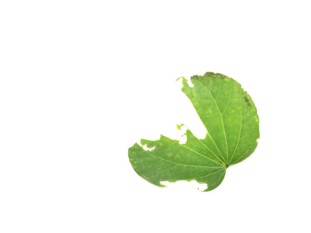 Green leaf are eaten by pests or bite worms isolated on white background. Copy space.