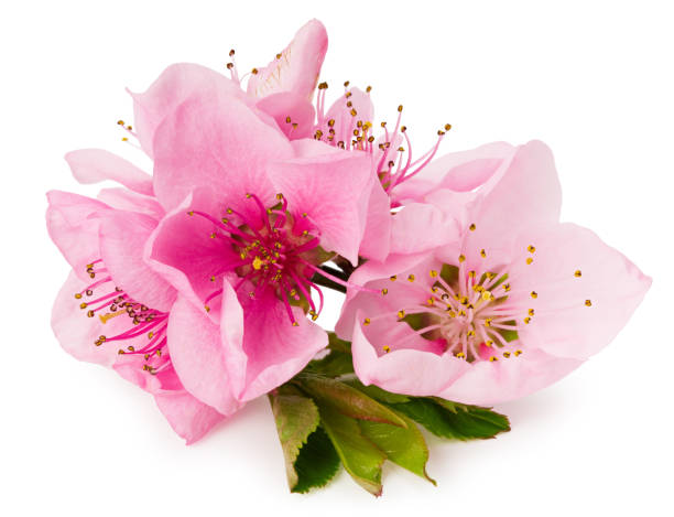 istock peach flowers isolated on white background. spring flowers. 1249757056