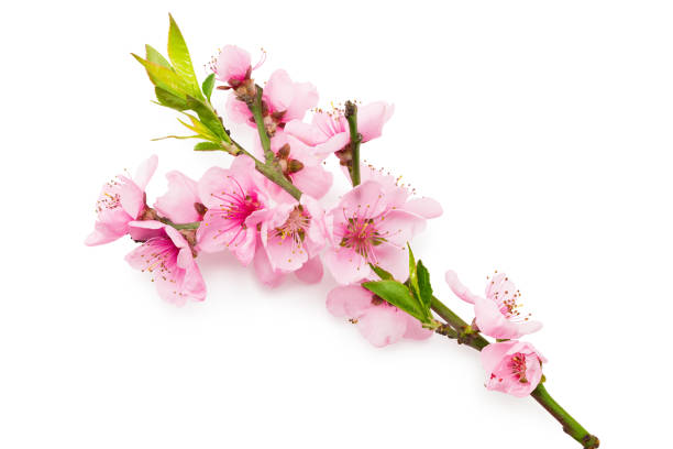 istock peach flowers isolated on white background. spring flowers. top view 1249757234