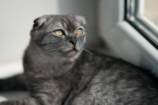 istock gray cat with yellow eyes 1249757417