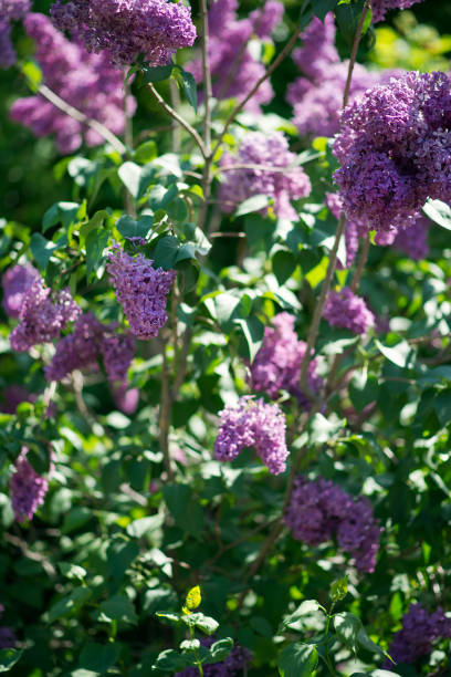 istock Blooming lilac bushes in the park 1249757507