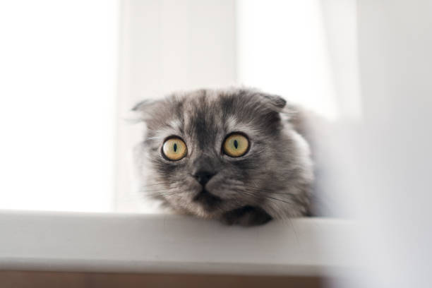 istock gray cat on a white windowsill in the sun 1249757554