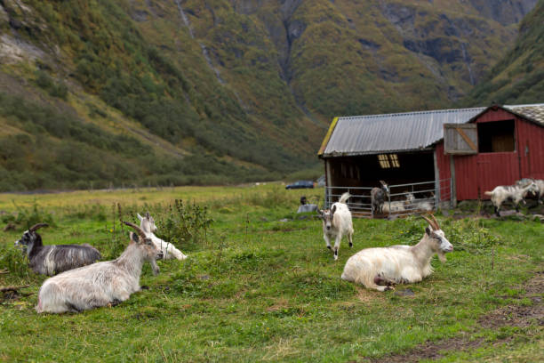 Goat Farming in Norway