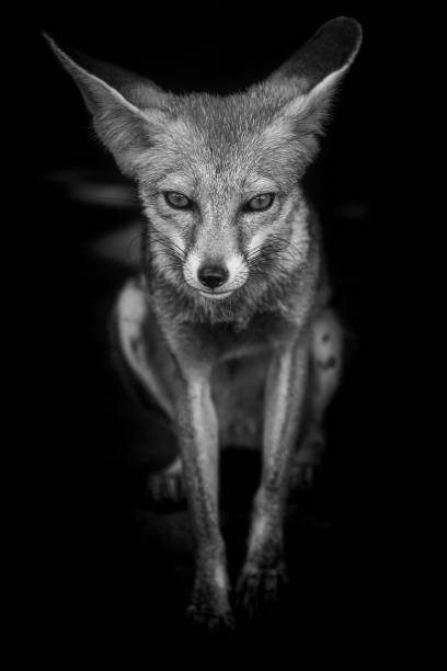 istock white footed fox or desert fox or vulpes vulpes pusilla black and white portrait at tal chhapar sanctuary, rajasthan, india 1249758895