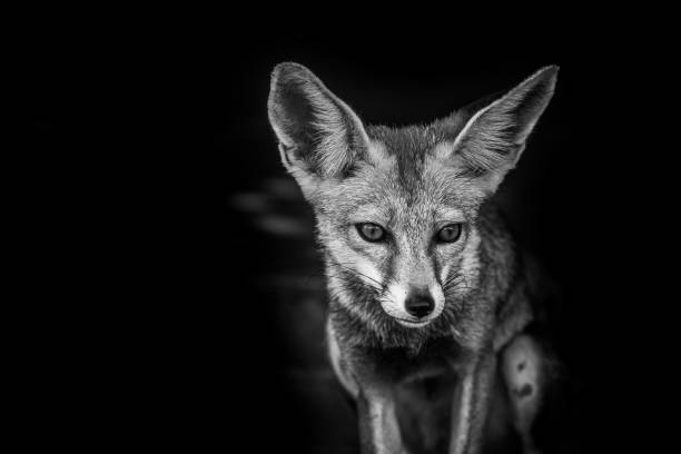 istock white footed fox or desert fox or vulpes vulpes pusilla black and white portrait at tal chhapar sanctuary, rajasthan, india 1249758902