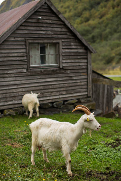 istock Goat Farming in Norway 1249758921