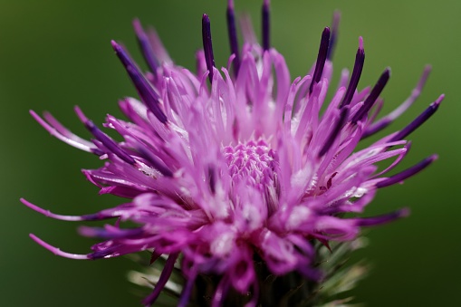 Close up, purple-pink flower with selective focus, shallow depth of field. Carduus acanthoides, Spiny plumeless thistle, Welted thistle and Plumeless thistle