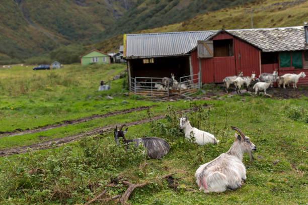 istock Goat Farming in Norway 1249758965
