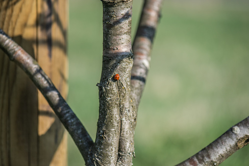 Ladybug on a pear tree