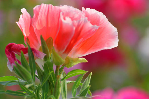 istock Godetia / Clarkia / Farewell-to-Spring 1249765173