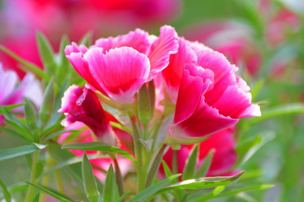 Godetia, also called Clarkia, Farewll-to-Spring, Satin flower, Summer’s darling, is an annual flowering plant, which produces cup-shaped flowers in clusters at the tip of strong stems. Flowers are white, red, pink, orange and purple colors. There are also double varieties.As Godetia is also called “Farewell to Spring,” Codetia flowers come into their peak as soon as temperatures begin to rise at the start of summer.