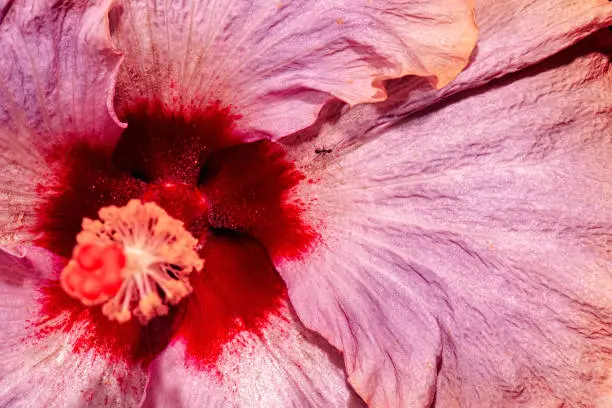 Detailed closeup of a real macro Hibiscus flower texture