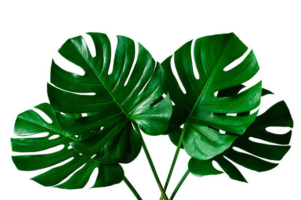 istock closeup beautiful Monstera leaf isolated on white background 1249766528