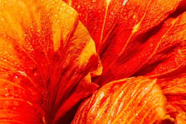 Detailed closeup of a real macro Hibiscus flower texture