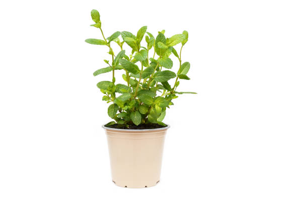 Pepper mint green plant growing on plastic bracket on white background isolated