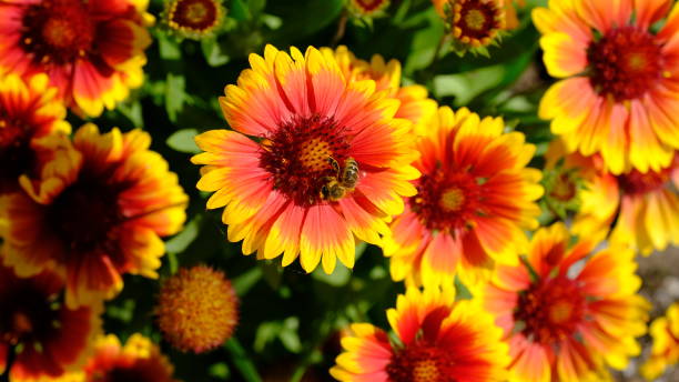 istock Bright flowers in a city park 1249768241