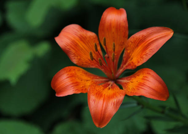 istock Wild lily - harmony of opposite colors 1249769102
