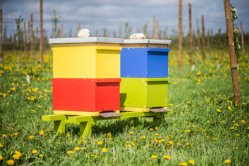 beehives in orcahrd