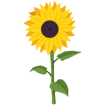 Ilustración de Ilustración Plana De Dibujos Animados Vectoriales De Girasol De Una Flor De Verano De Jardín Sobre Un Tallo Con Hojas Verdes Aisladas Sobre Un Fondo Blanco y más Vectores Libres Ilustración de Ilustración Plana De Dibujos Animados Vectoriales De Girasol De Una Flor De Verano De Jardín Sobre Un Tallo Con Hojas Verdes Aisladas Sobre Un Fondo Blanco y más Vectores Libres