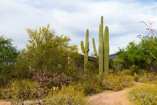 Large Saguaro Cactus in the Sonoran Desert of Arizona at the Saguaro National Park in Tucson.