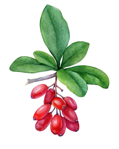 新鮮な赤い果実とバーベリーの植物の紫色の葉。●白い背景に隔離された水彩画描きの絵イラスト。 - wolfberry点のイラスト素材／クリップアート素材／マンガ素材／アイコン素材