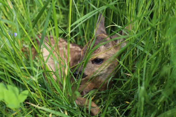 Fawn rescue , Bavaria, Germany Fawn rescue, Bavaria, Germany. Fawn rescue from the mowing in Upper Bavaria. fawn young deer stock pictures, royalty-free photos & images
