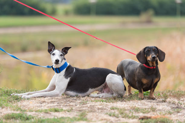 istock Two dogs in the park 1249772746