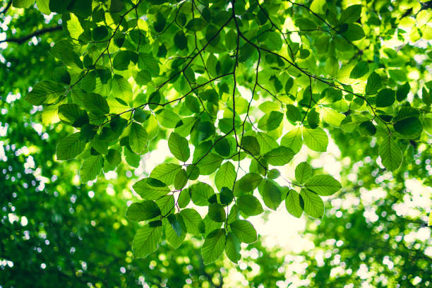 istock Shining sun  through a fresh green leaves of the maple tree in springtime 1249772825
