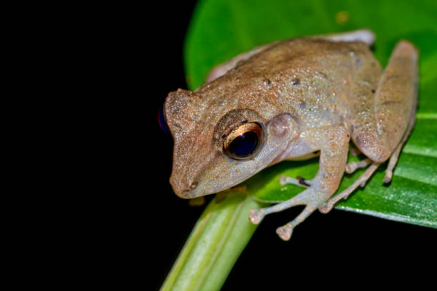 istock Tropical Frog, Tropical Rainforest, Corcovado National Park 1249773035
