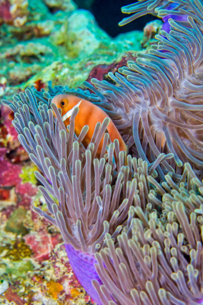 istock Blackfinned Anemonefish, Amphiprion nigripes, Maldives 1249773071