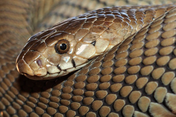 istock Mozambique Spitting Cobra, Naja mossambica, Botswana 1249773118