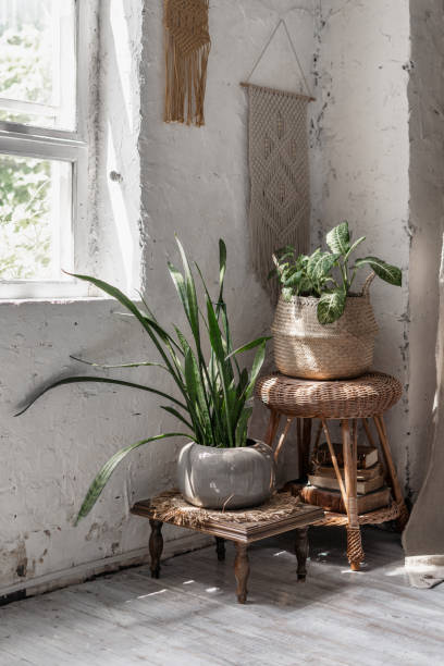 istock Two house plants in flower pots basket 1249773927