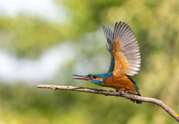 istock Female common kingfisher 1249775768
