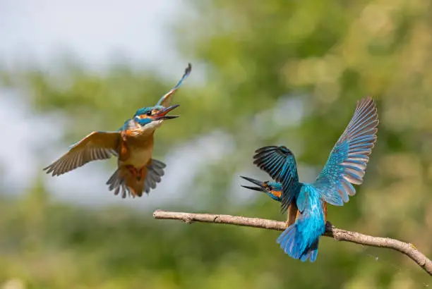 Two male fighting common kingfisher birds (Alcedo atthis).