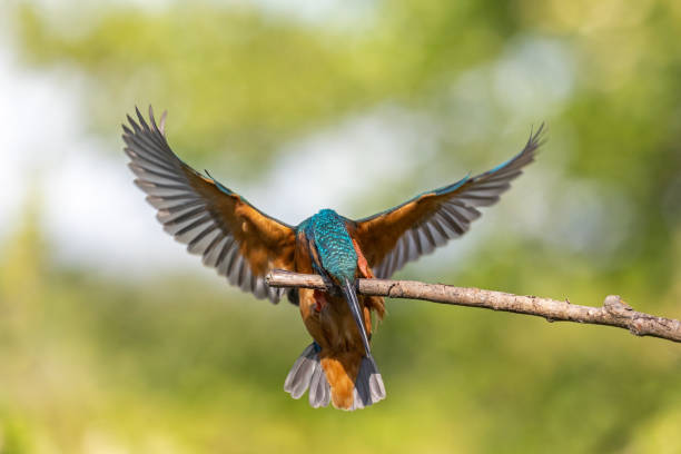 istock Male common kingfisher 1249775783