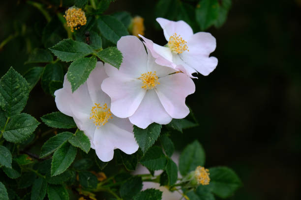 istock rose hip tree blooming in spring, rose hip tree blooming, rose hip flower, 1249776160