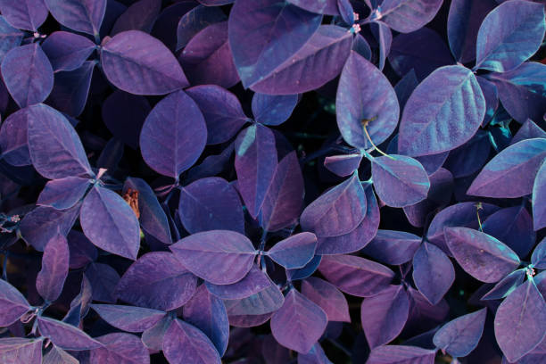 istock Ultra Violet background effect made of fresh leaves 1249776776